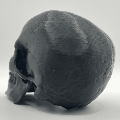 Replica Human Skull Ornament - CraftyLabz
