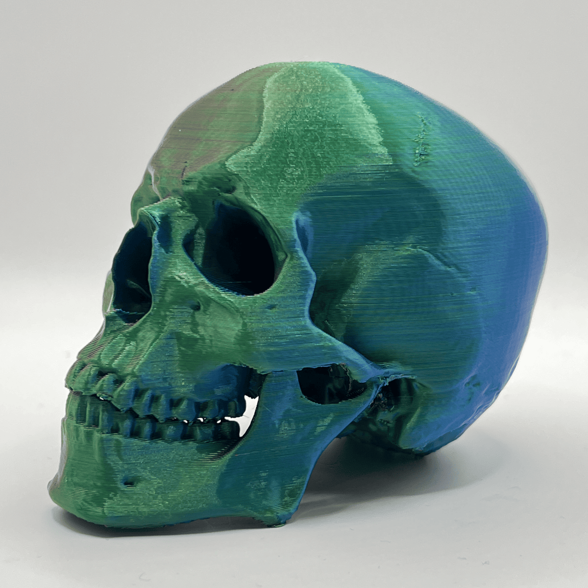 Replica Human Skull Ornament - CraftyLabz