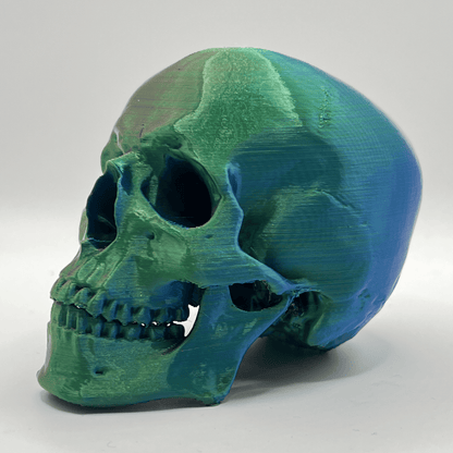 Replica Human Skull Ornament - CraftyLabz